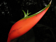 Helikónie (Heliconia sp.; Francouzská Guyana)